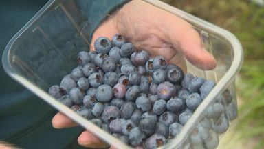 Farmer letting public pick blueberries to raise money for charity