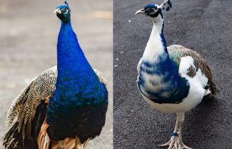 Dunfermline peacocks granted Freedom of the City award