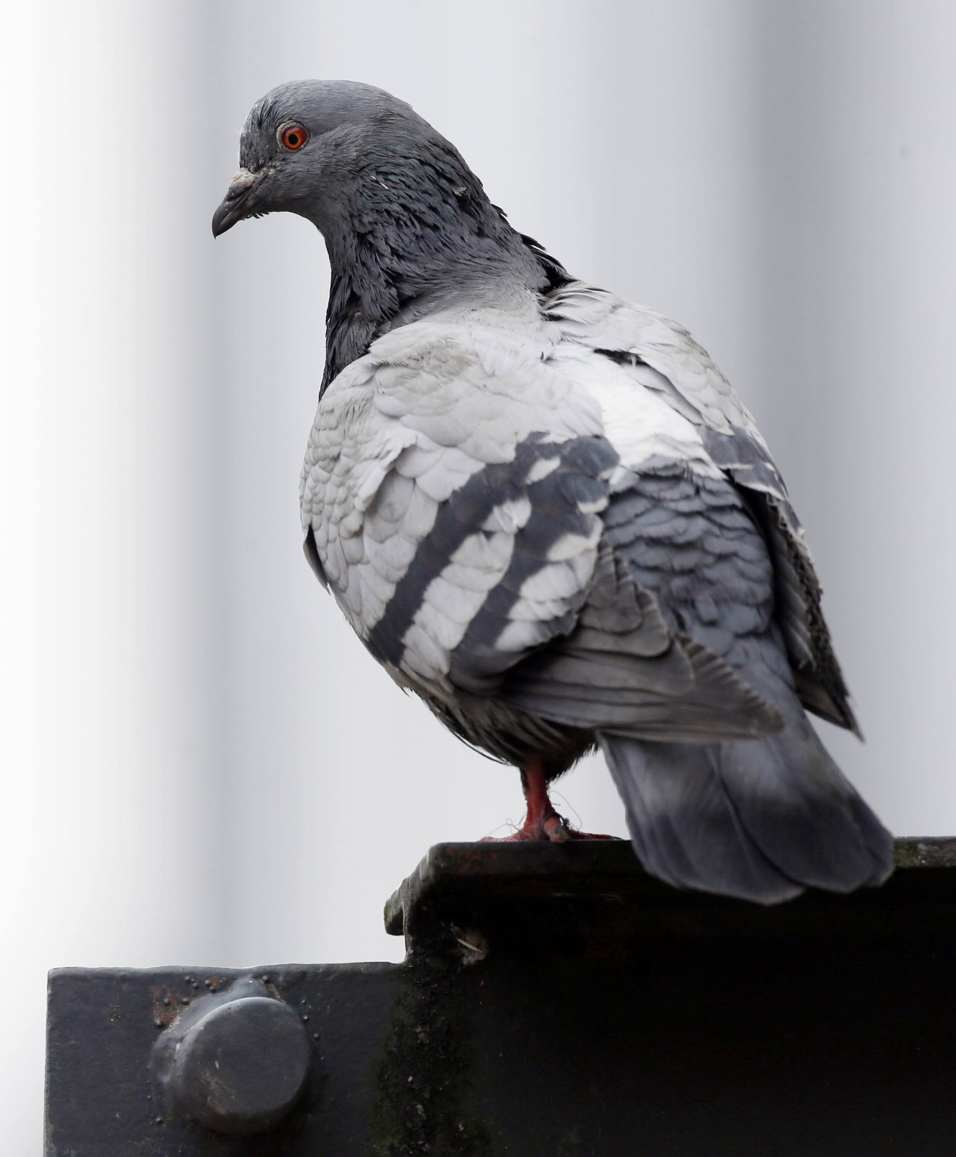 A pest control report in January 2019 warned feral pigeons posed ‘a significant health and safety issue’ at the hospital.