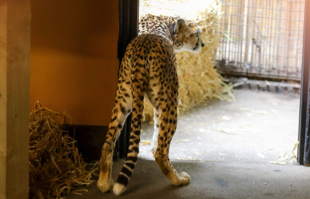 Cleo is currently getting used to her new surroundings in the Scottish capital (RZSS/PA) 