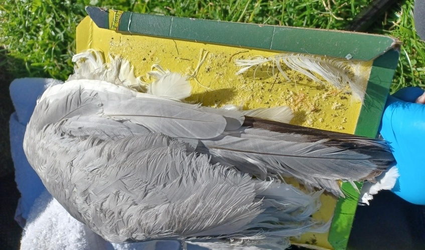 Seagull rescued after getting wing stuck in illegal glue trap in Aberdeen