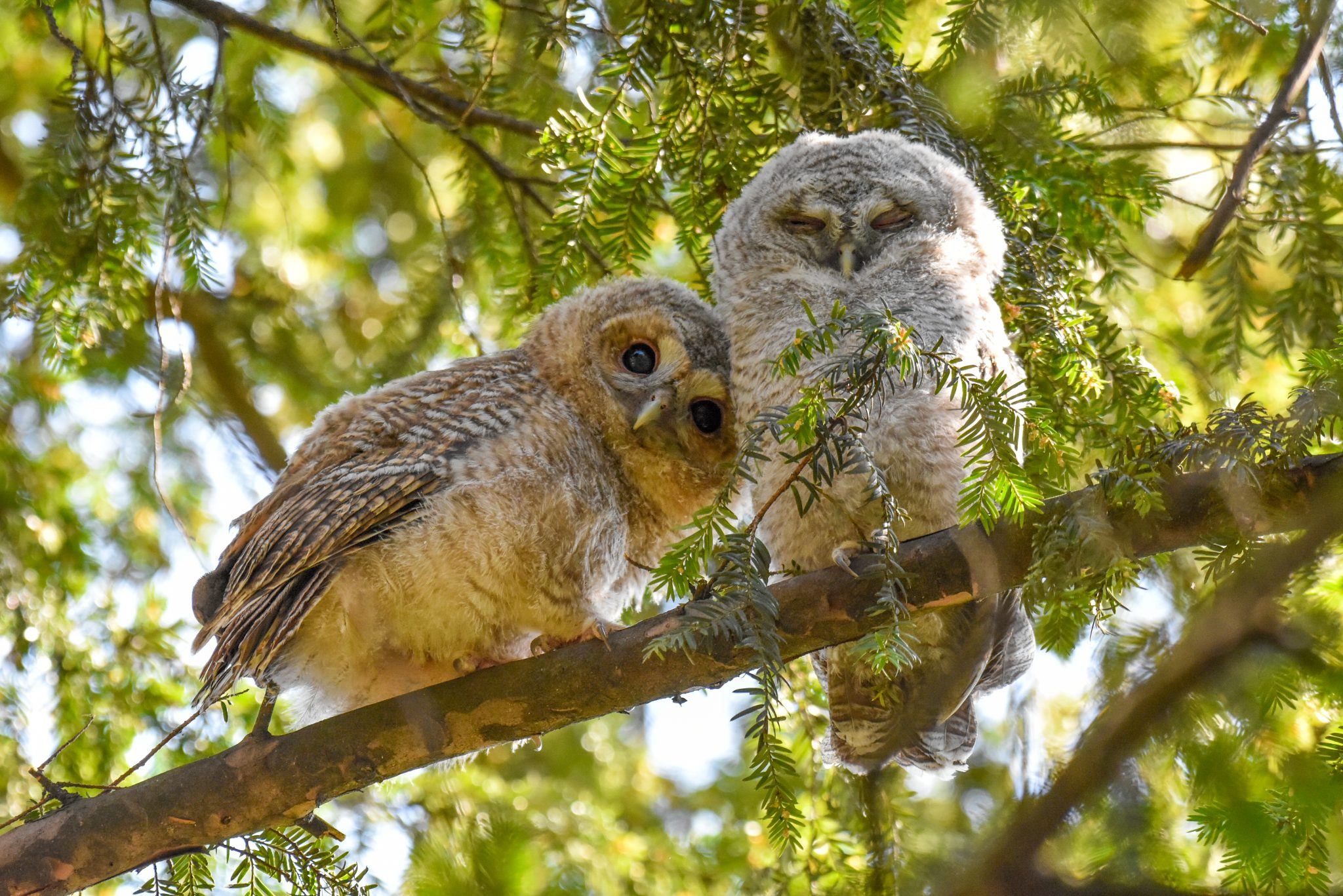 First images for Wildlife Photographer of the Year competition revealed