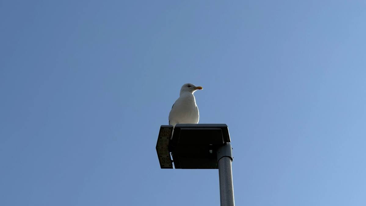 Councillors insist on action to solve Inverness gull problem