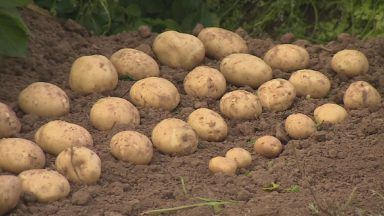 How extreme weather events are impacting one of Scotland’s key crops