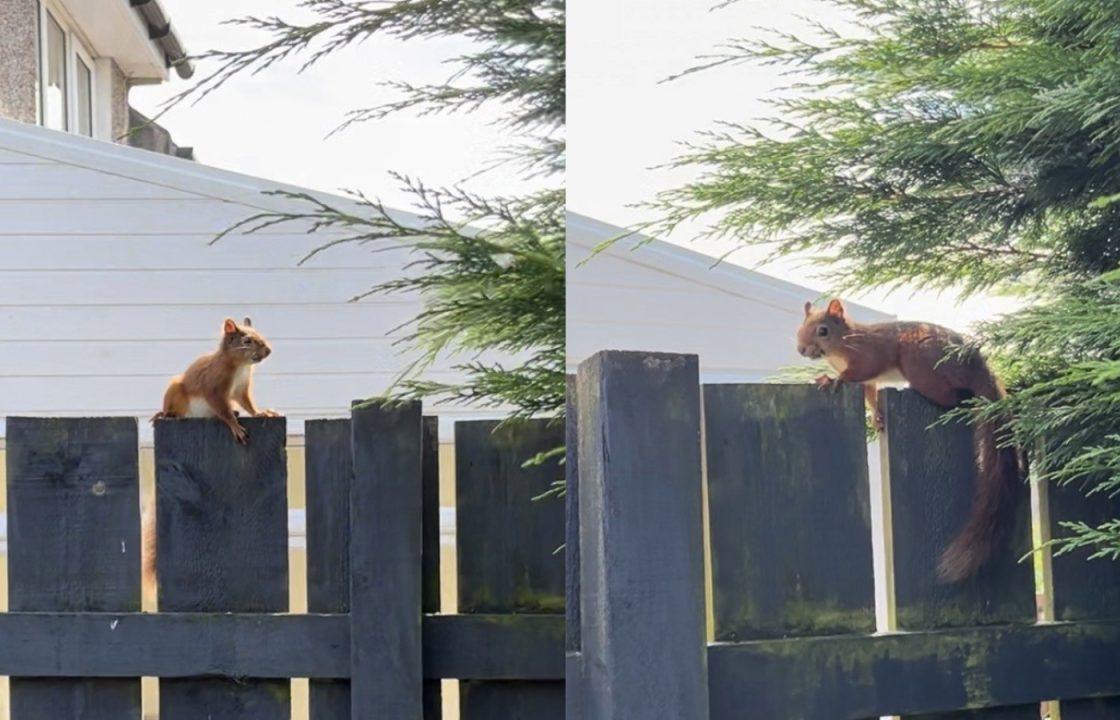 Rare red squirrel spotted in Bishopbriggs near Glasgow for first time in decades