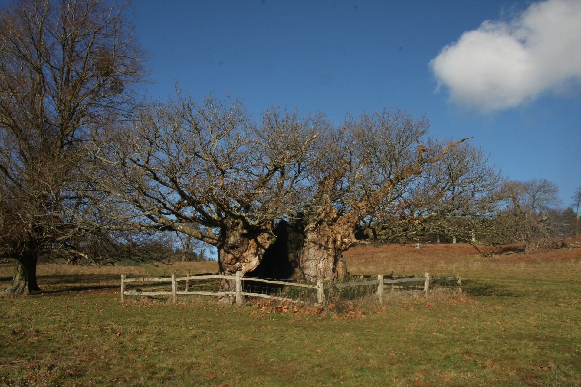 Queen Elizabeth I Oak (Woodland Trust/PA) 