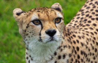 ‘Wonderful’ moment as zoo welcomes arrival of first cheetah for 24 years