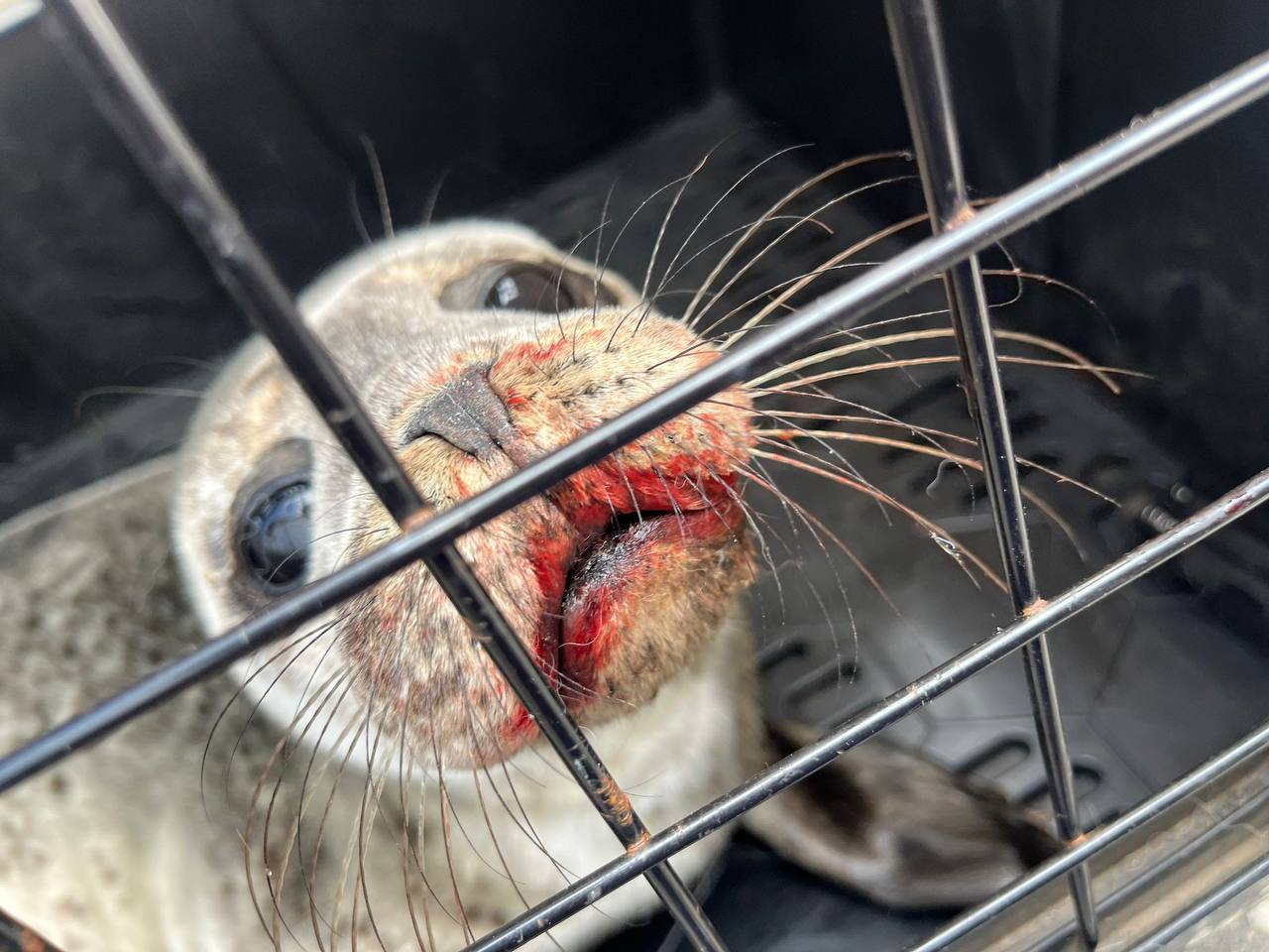 Injured seal pup discovered on Stonehaven beach in Aberdeenshire on Tuesday.