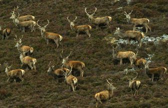 Pilot schemes launched to control Scotland’s ‘unsustainable’ deer population