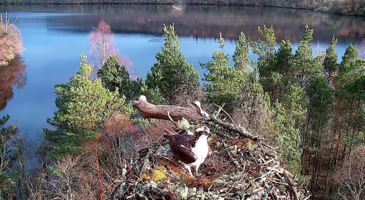 Osprey found on Loch of the Lowes died of old age, post-mortem examination finds