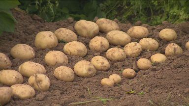 Heavy rainfall delays planting season for potatoes farmers