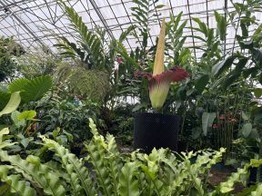 New Reekie: Visitors gather at Edinburgh’s Royal Botanic Garden for sniff of smelly ‘corpse flower’