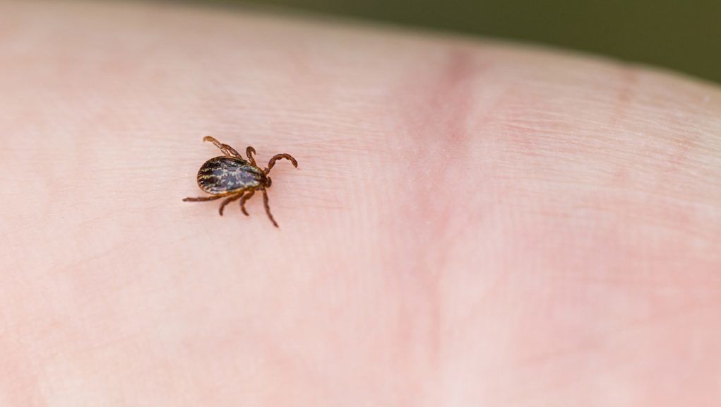 Climate forecast predicts huge surge in ticks across Scotland