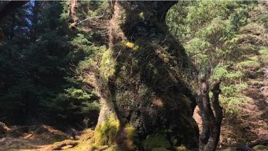 Celtic band Skipinnish to write song for ancient oak if it wins Tree of the Year award