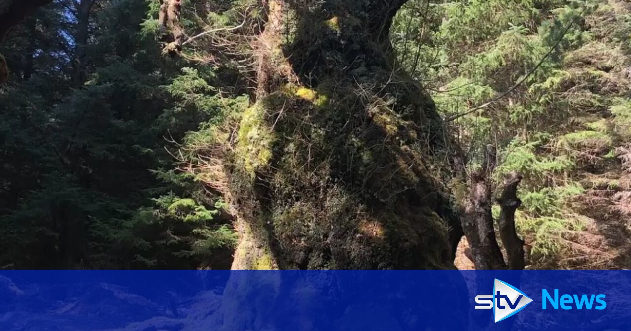 Celtic band Skipinnish will write a song for an ancient oak tree if it wins the Tree of the Year award