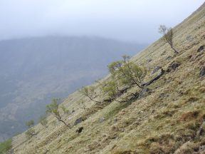 Ben Nevis footpaths and ancient woodlands to be restored through community project