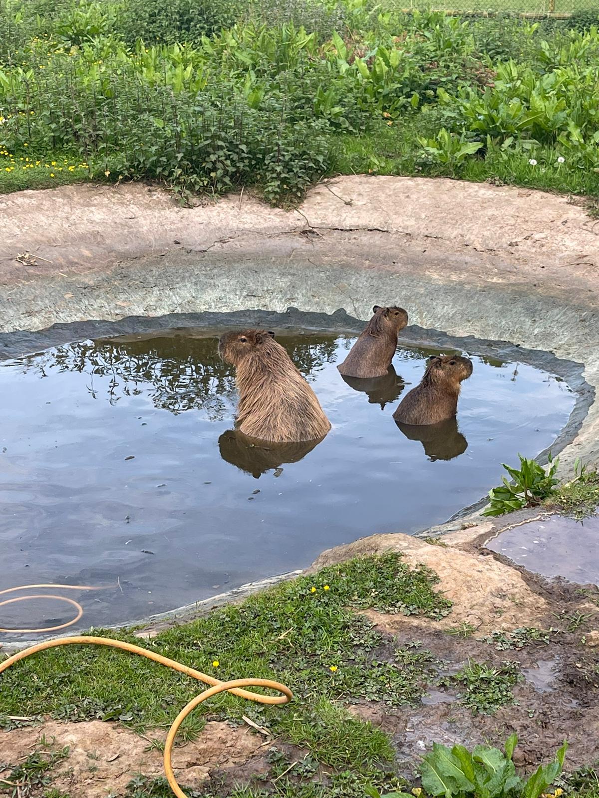 Cinnamon shares a space with parents and brother who remain at Hoo Zoo.