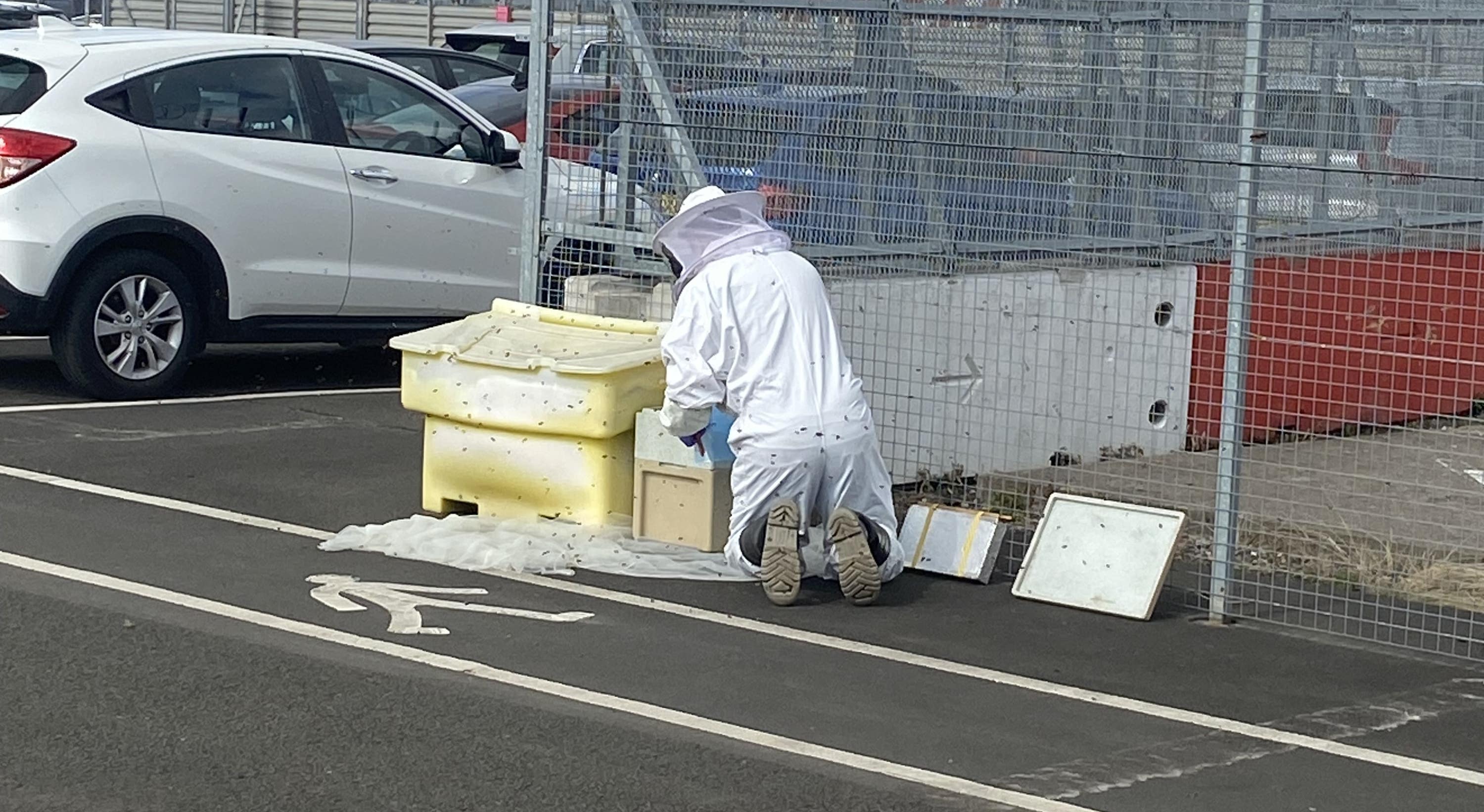 Beekeeper Stephen Readman captures a swarm and takes it to safety (Edinburgh Airport/PA Wire). 