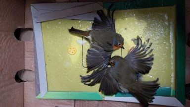 Scottish SPCA issues warning after spate of deadly animal glue trap incidents across Scotland