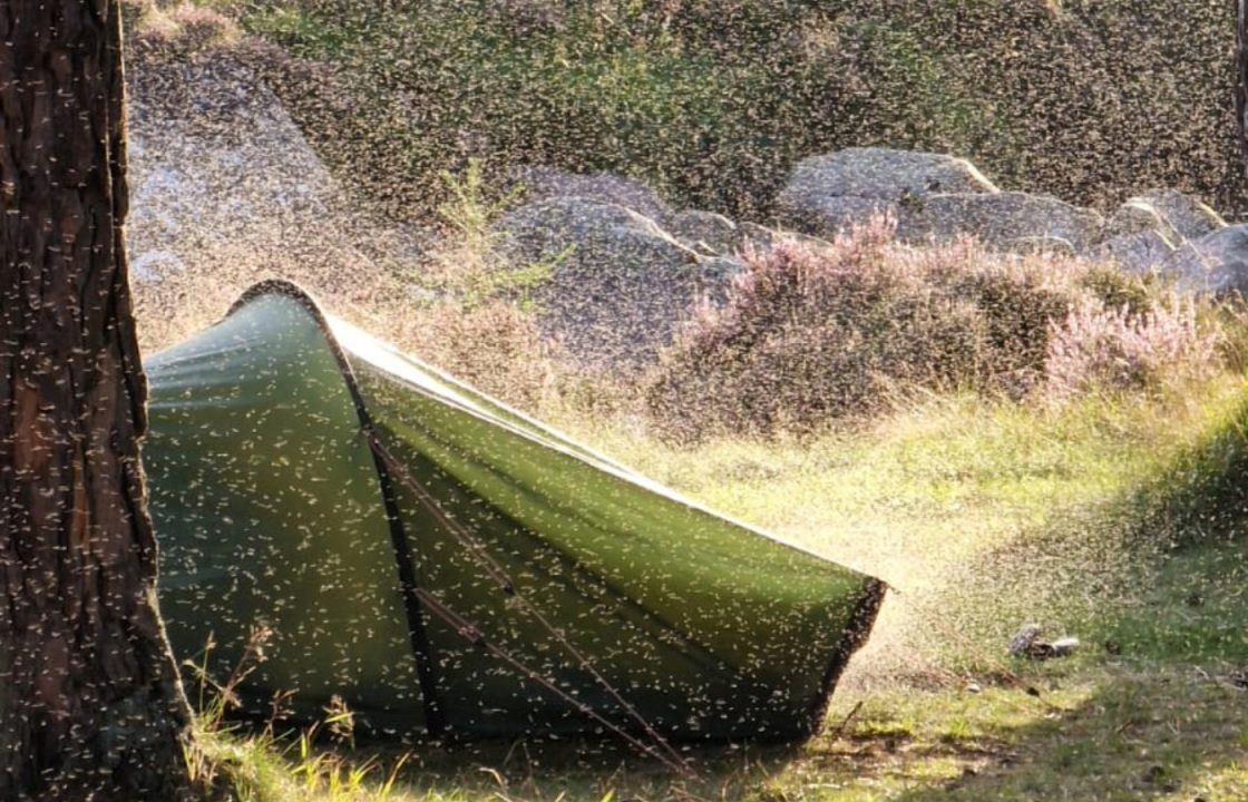 Thousands of midges swarm camper at Aberdeenshire nature reserve following damp summer