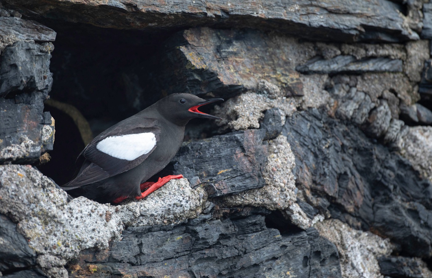 Black guillemot Cepphus grylle, adult nesting.