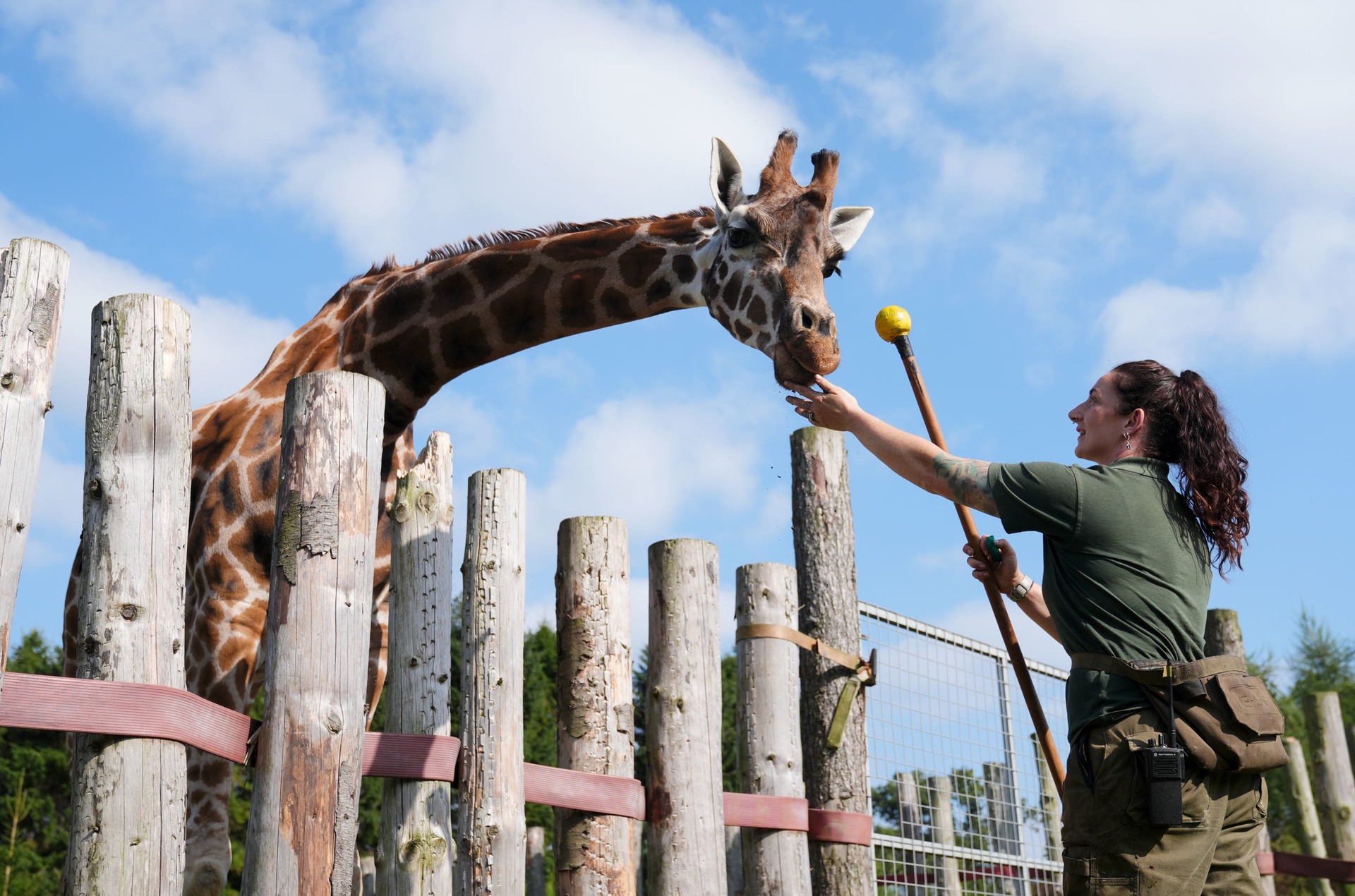 Staff use a ‘target stick’ to show the giraffes what to do, and then reward them when they exhibit the targeted behaviour (Andrew Milligan/PA).