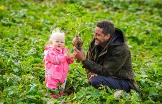 Scotland’s first neep picking patch aims to revive Halloween turnip carving tradition