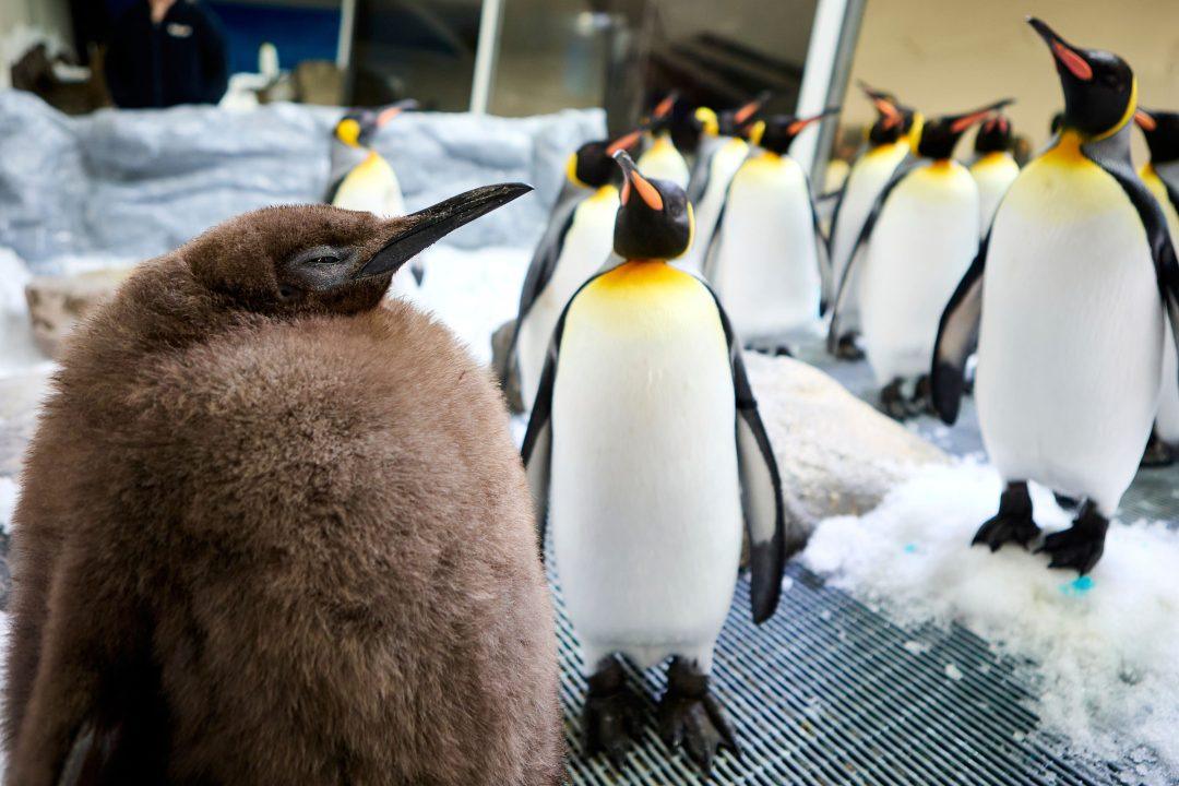 Huge penguin chick at Australian aquarium becomes social media sensation