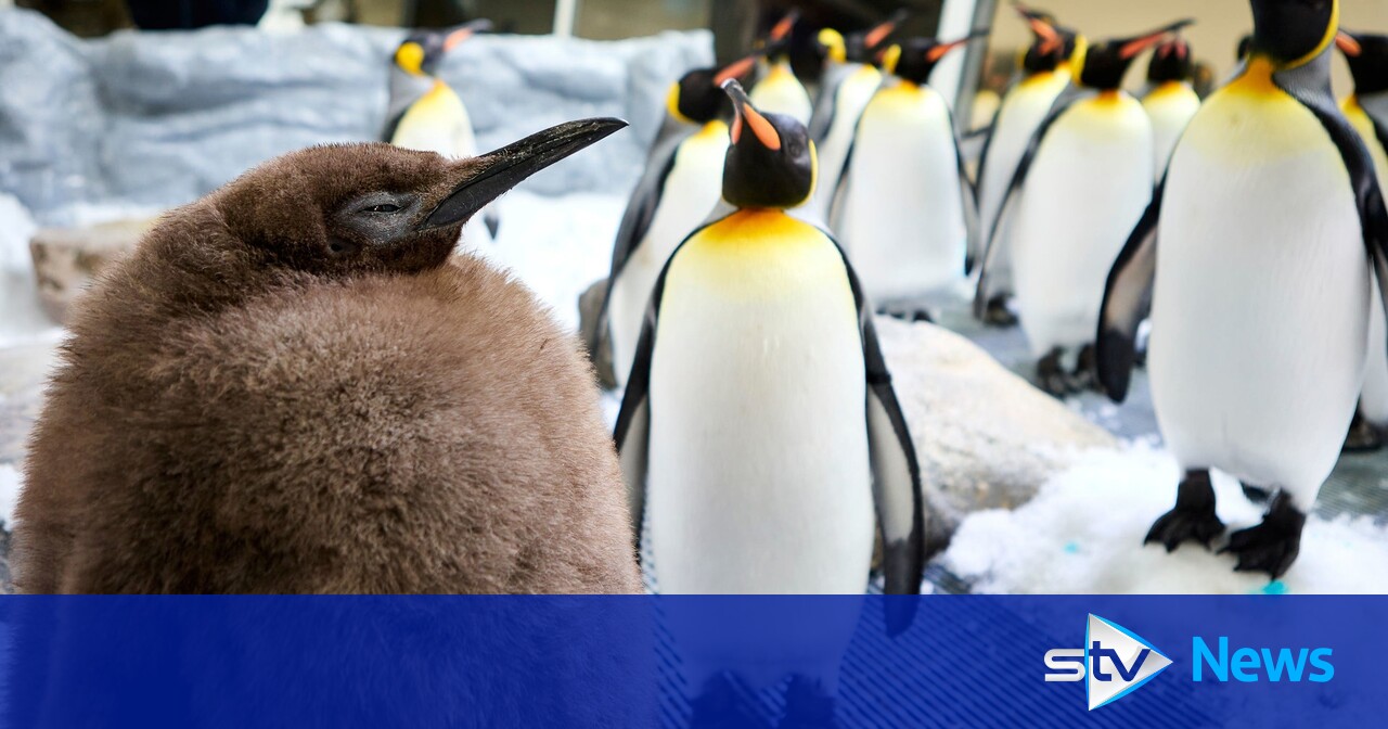 Huge penguin chick at Australian aquarium becomes social media sensation