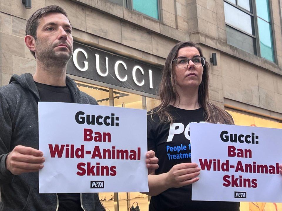 Animal rights activists stage protest as Gucci store opens in Edinburgh