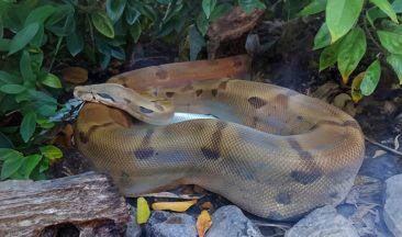 Scottish SPCA seeking new home for abandoned snake named Jason MaBoa