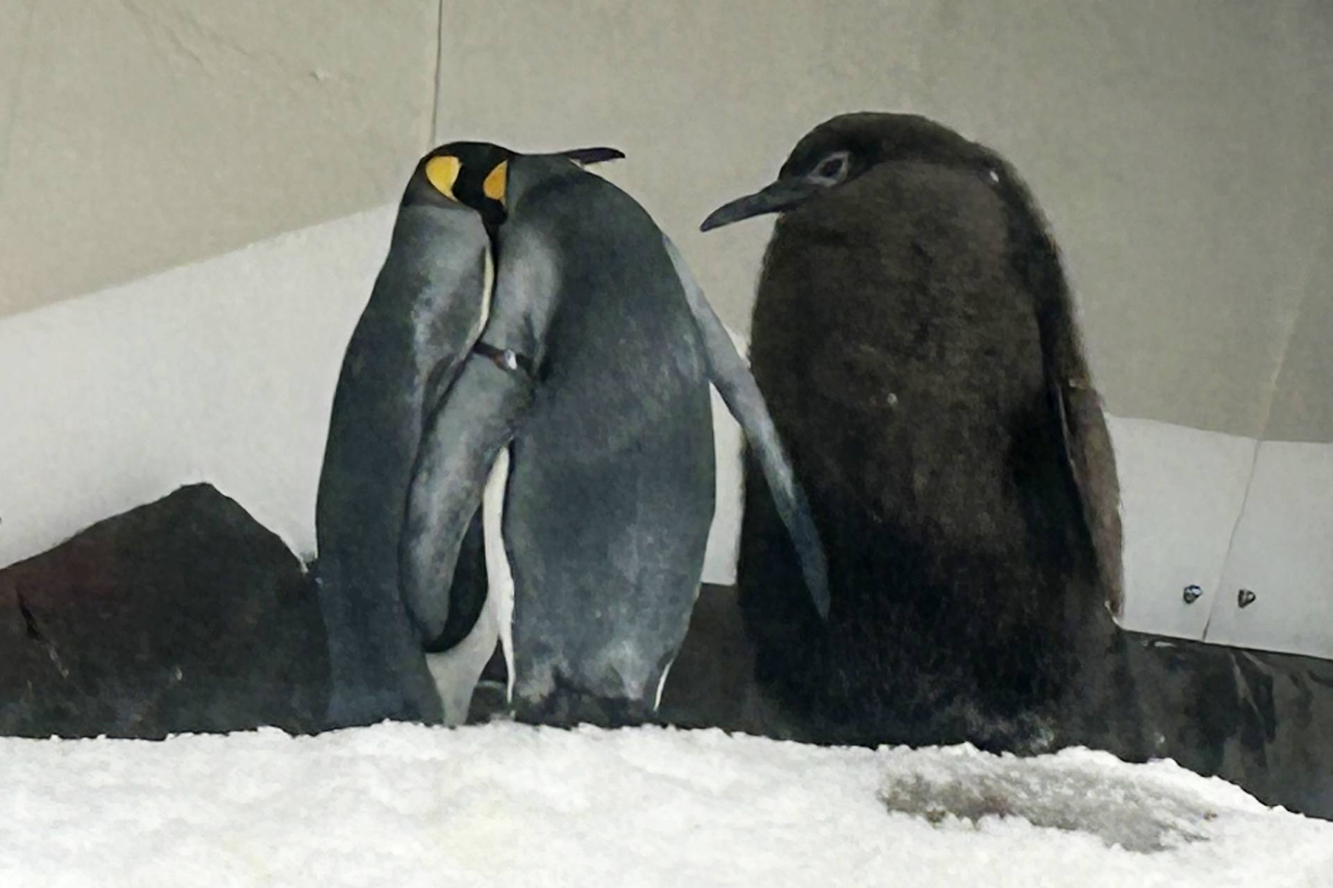 Pesto, right, a huge king penguin chick who weighs as much as both his parents combined, mingles in his enclosure at Sea Life Melbourne Aquarium, Friday, Sept. 20, 2024, and has become a social media celebrity and a star attraction at the aquarium. (AP Photo/Rod McGuirk)