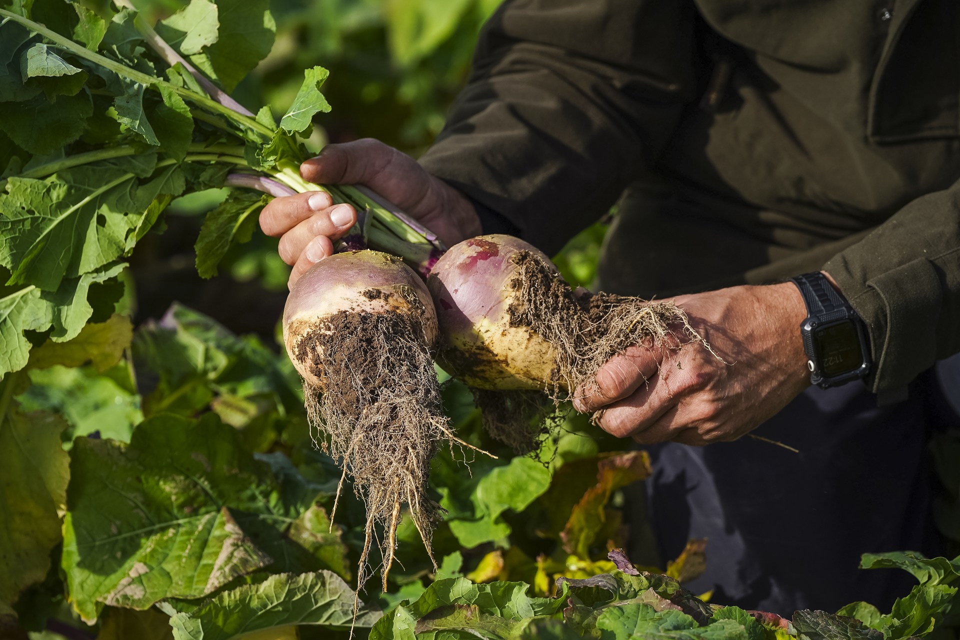 Produce for the event will be grown by 25-year-long supplier, Stewarts of Tayside.