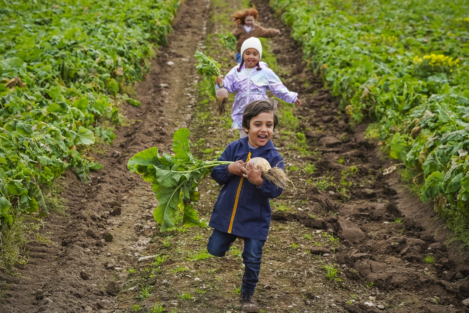 Scotland's first neep picking patch hopes to take family fun back its roots. 