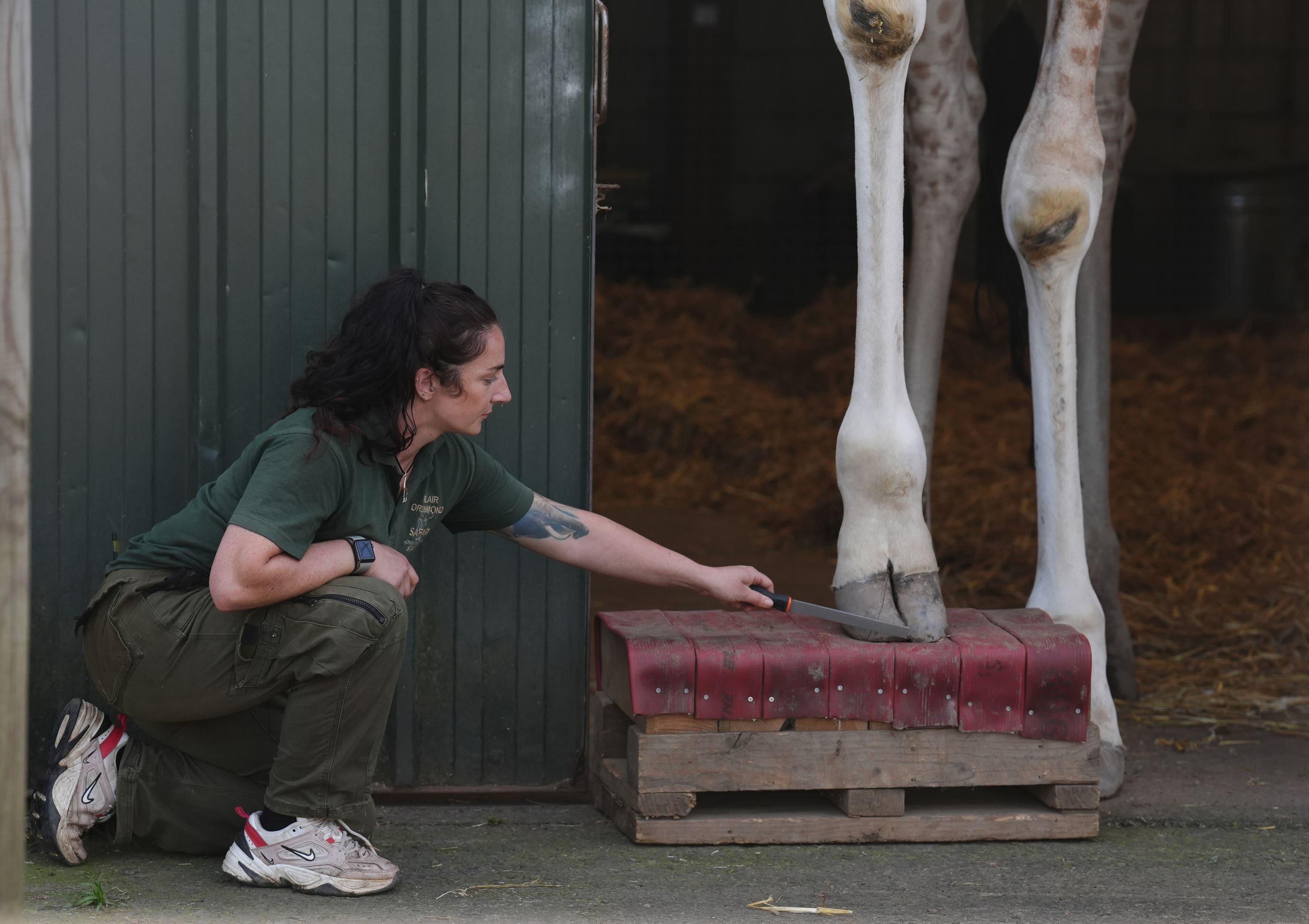 Two of the park’s giraffes are now comfortable with placing their feet on a foot block as part of hoof care procedures (Andrew Milligan/PA).