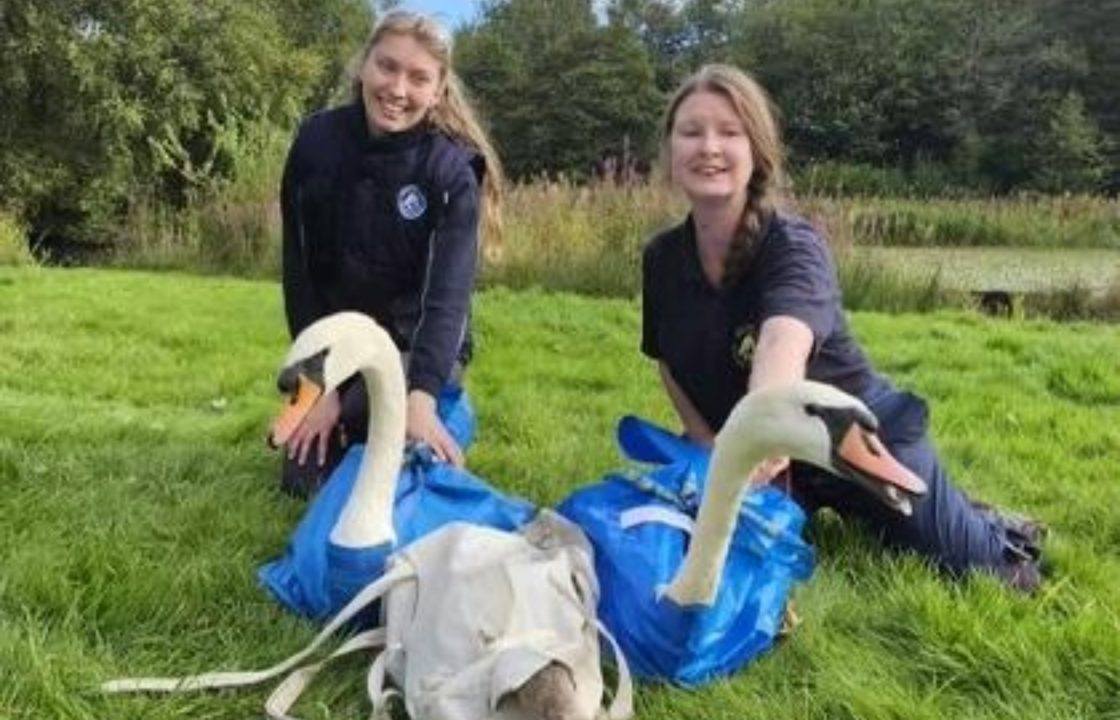 Springburn Park baby swan dies and others feared dead after ‘appalling’ attacks by children