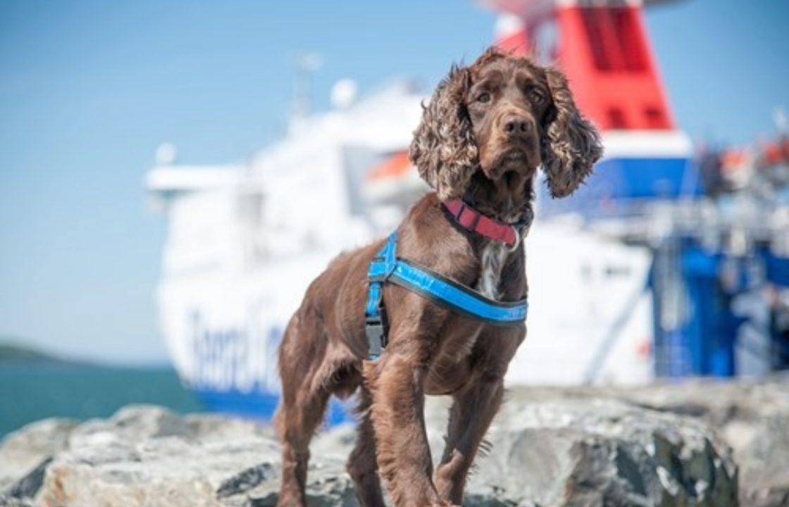 Tributes paid to Police Scotland dog who sniffed out drugs worth £9m