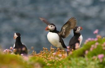 Scotland’s seabirds face a ‘bleak future’ without action after five seabirds added to extinction risk list