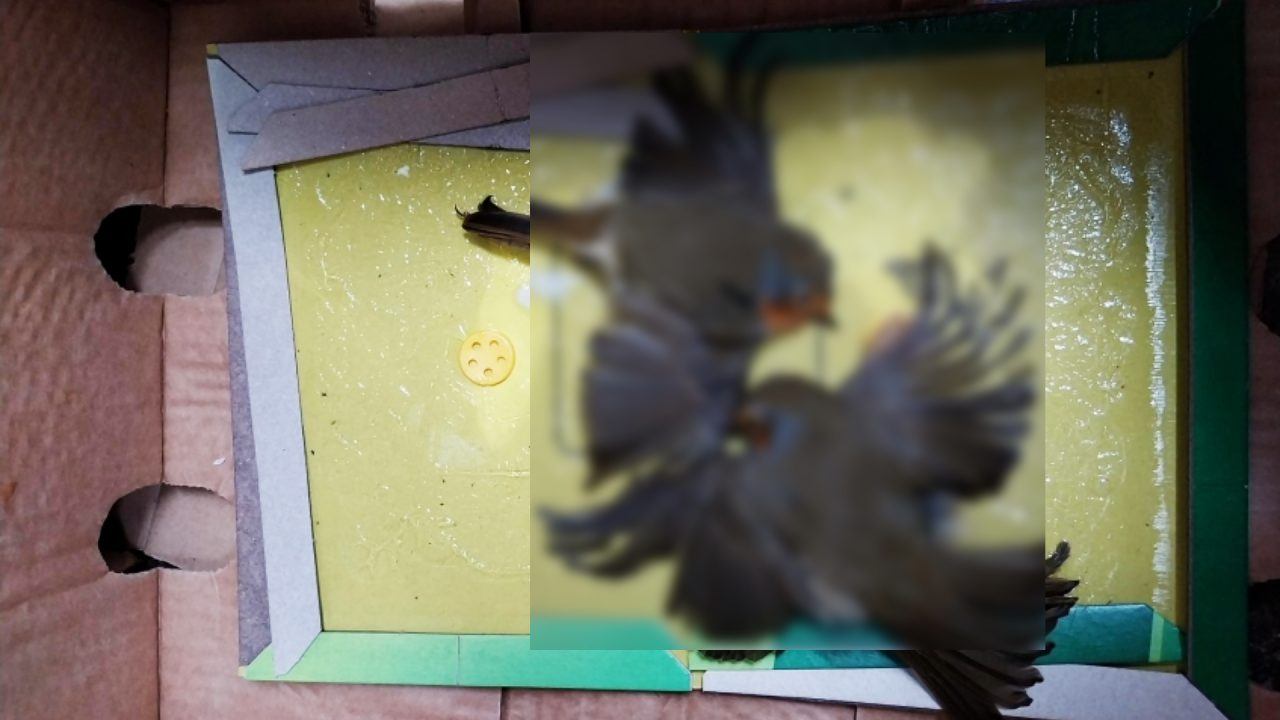 Two robins caught in deadly and illegal glue trap