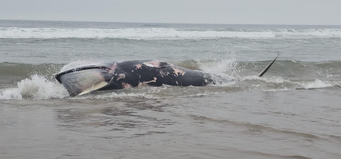 Council officers were made aware of the deceased whale at Lunan Bay on Monday.