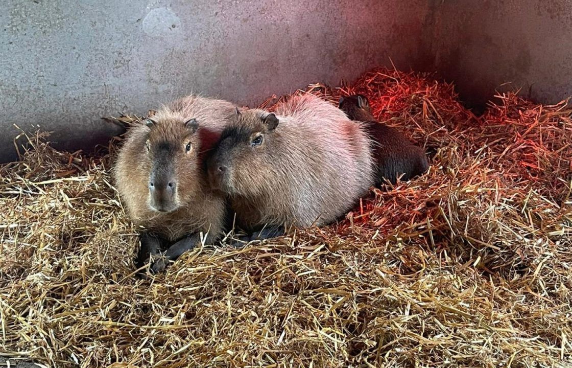 Escaped capybara called Cinnamon captured after nearly a week on the run