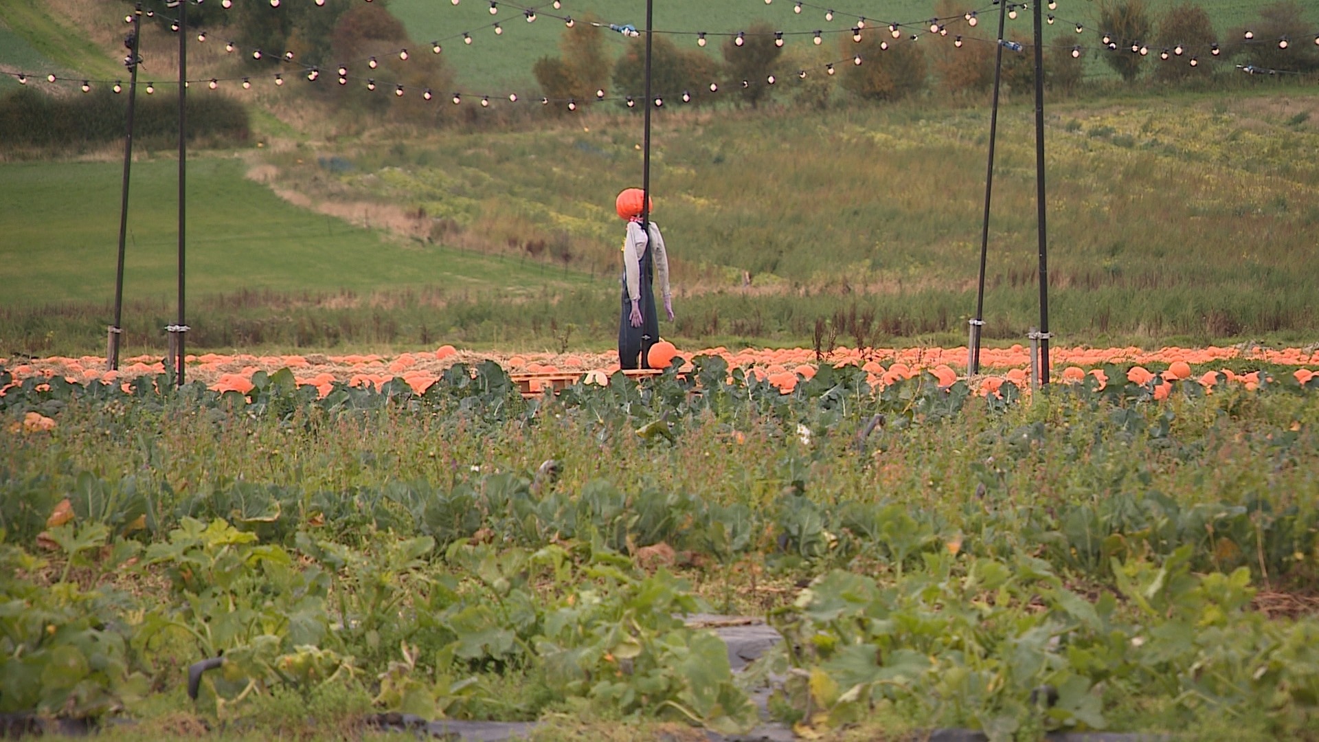 Craigies Pumpkin Festival draws in Halloween fans.