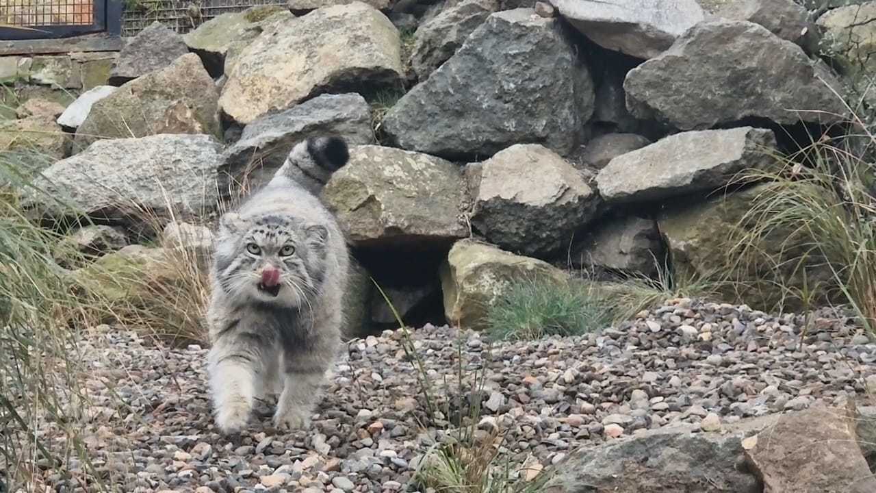 Pallas's cat at Edinburgh Zoo