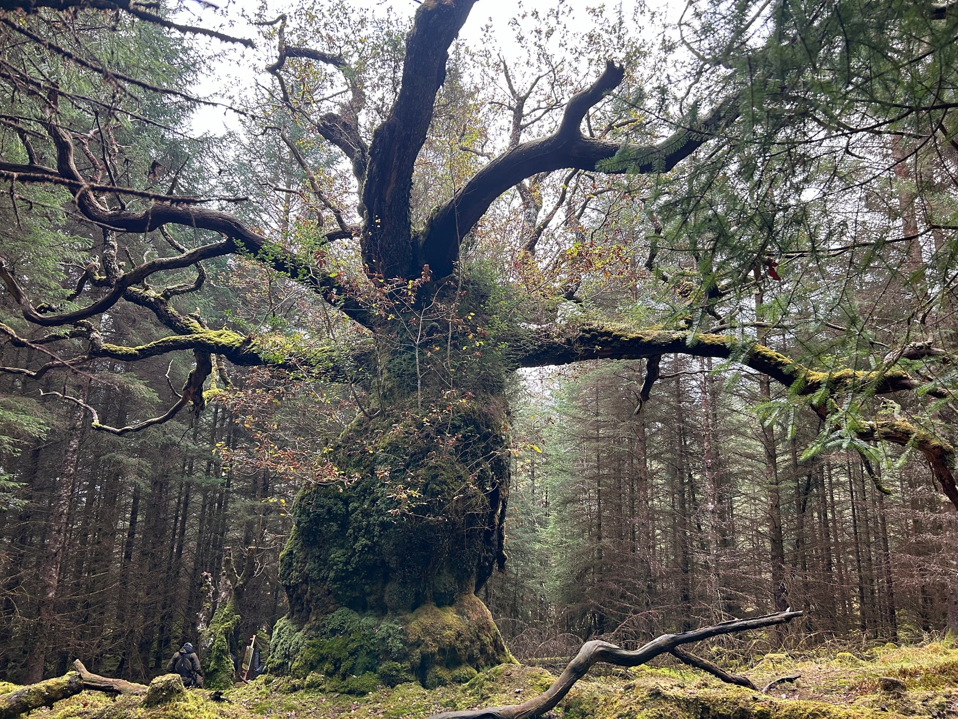 The Skipinnish Oak is a remnant of an original ecosystem (Woodland Trust/PA). 