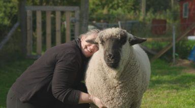 Scottish sheep ‘that thinks he’s a dog’ inspires new children’s book Christopher’s New Home