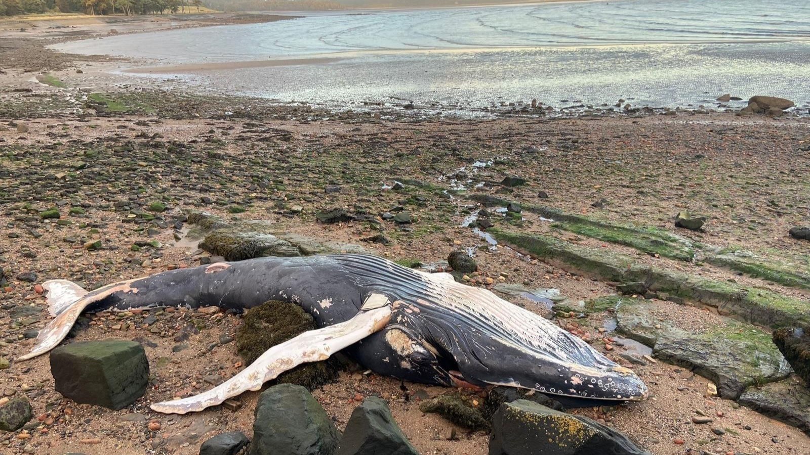 Two whale bodies have washed up in Scotland after apparently becoming entangled in rope.