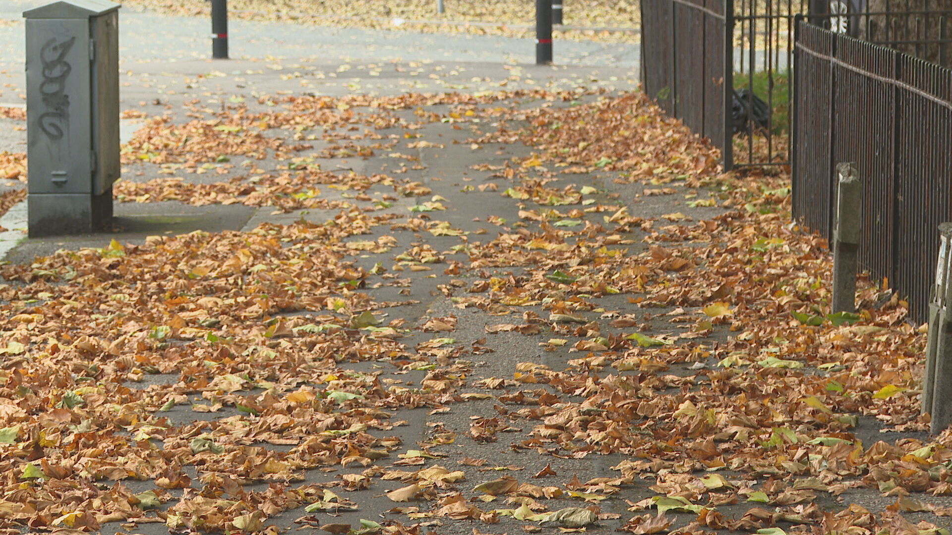 Residents are being asked to help clean up fallen leaves