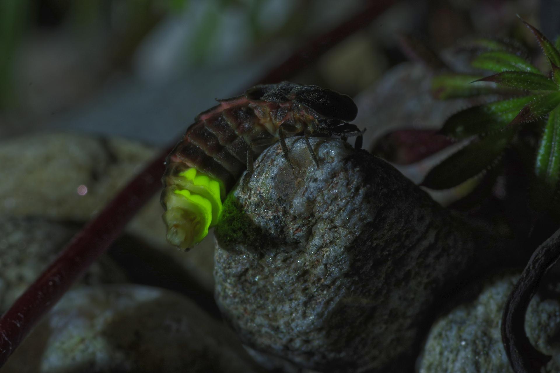 Lampyris noctiluca - glow worm. Glenan Bay, Argyll, UK