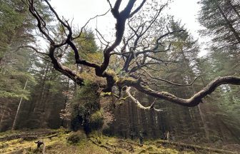 Centuries-old Scottish oak named after ceilidh band wins tree of the year vote