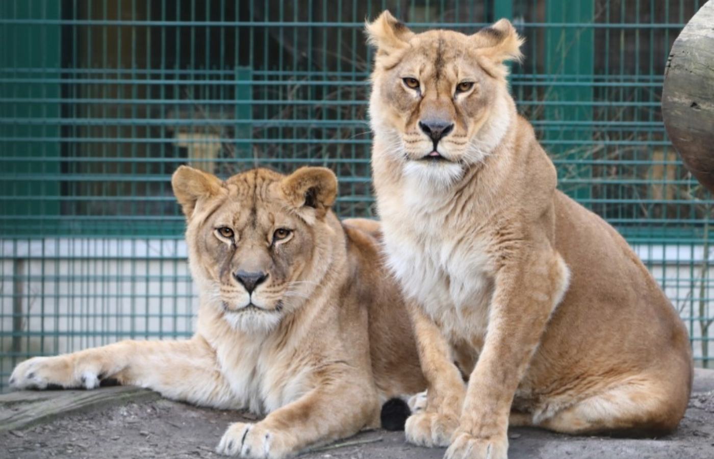 Five Sisters Zoo in West Lothian rescued lionesses Luna and Plusza from Ukraine. 